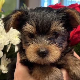 Yorkshire Terriers from Angelica's Yorkshire Terriers