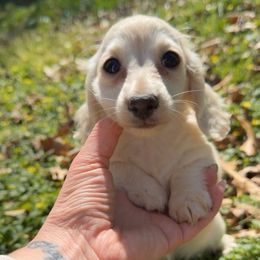 Hulk - Cream Dachshund puppy in Knoxville, Tennessee from East TN Dachshunds