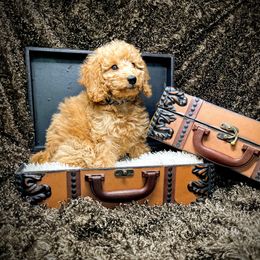 Goldendoodle Puppies from Ming’s Dynasty Doodles