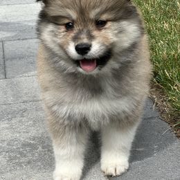 Beau - Wolf sable male Pomsky puppy in Shoreline, Washington from SeattlePomskies