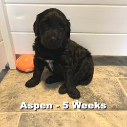 Girl 5 - Portuguese Water Dog puppy in Lakeview, Michigan from Cedar Creek Portuguese Water Dogs
