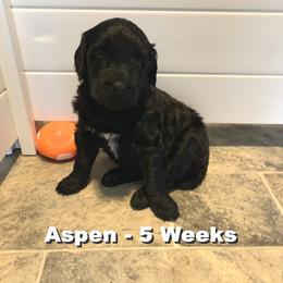Girl 5 - Portuguese Water Dog puppy in Lakeview, Michigan from Cedar Creek Portuguese Water Dogs