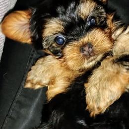 Yorkshire Terriers from Danielle F.