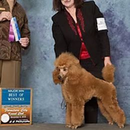 Poodle puppies from Silver Moon Poodles