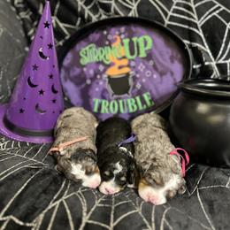 Bernedoodle Puppies from Elite Bernedoodle Besties LLC