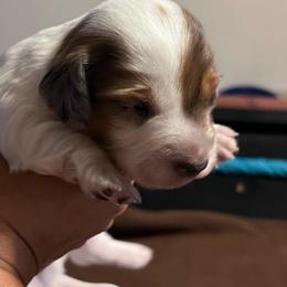 Champ - Dapple male Dachshund puppy in Los Lunas, New Mexico from Poker Paws Dachshunds by Chelsy