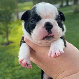 Spot - Black brindle and white male Boston Terrier puppy in Powell, Tennessee from KP Pugs & Boston Terriers