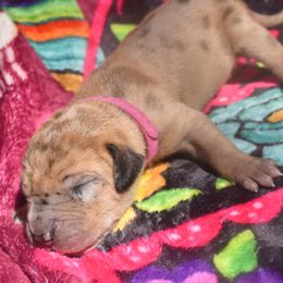 Fawn Merle Female Hot Pink Collar - Merlequin female Great Dane puppy in Alvarado, Texas from Texas Blue Danes