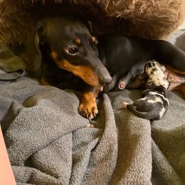 Sparkle - Black and cream female Dachshund puppy in Irving, Texas from DFW Dachshunds by G & S