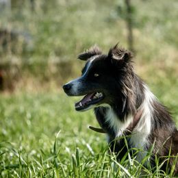 Sloan - Border Collie