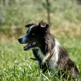 Sloan - Border Collie
