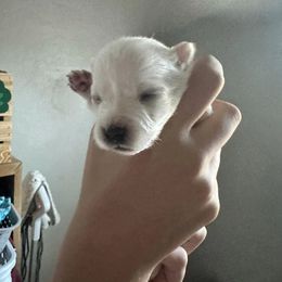 Japanese Spitz Puppies from Irenne Magoulas