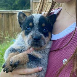Liberty - Blue female Australian Cattle Dog puppy in Devalls Bluff, Arkansas from Coolhand's Australian Cattle Dogs