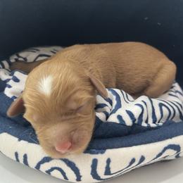 Latté - Apricot female Australian Labradoodle puppy in Orange, California from Little Kingdom Doodles
