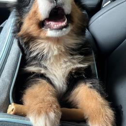 Bernese Mountain Dog Puppies from Home Sweet Bernese