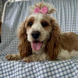 Zoey - Cockapoo