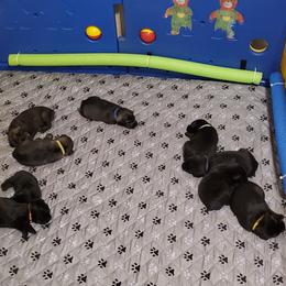 Standard Schnauzer puppies from Genesis Standard Schnauzers