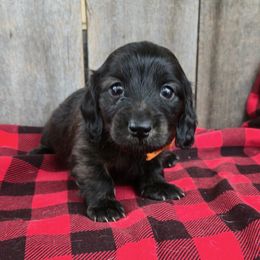 Orange - Brindle male Dachshund puppy in South Willard, Utah from Doxies in the Sun
