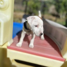 Jack Russell Terrier Puppies from Fair Dinkum Jack Russell Terriers
