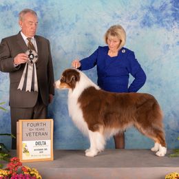 Australian Shepherd All Grown Up from Jamara Aussies