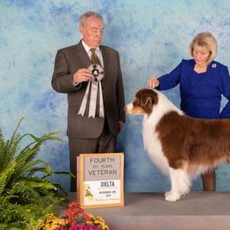 Australian Shepherd All Grown Up from Jamara Aussies