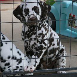 Boy (Blue) - White and liver brown male Dalmatian puppy in Spring Branch, Texas from D'vine Dalmatians