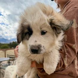 Valentino- blue - Badger male Colorado Mountain Dog puppy in Cotopaxi, Colorado from Once Upon A Moose (OUM)
