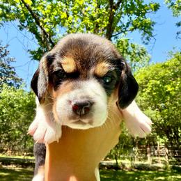 Nutella - White black and tan female Beagle puppy in Judsonia, Arkansas from Mayberry Acres Beagles and Basset Hounds