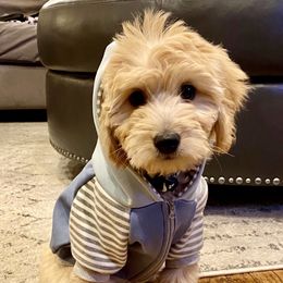 Bernedoodle and Goldendoodle Puppies from It’s A Puppy Thing