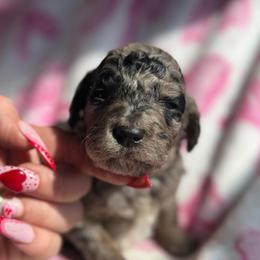 Dina - Merle female Goldendoodle puppy in Jacksonville, Florida from Dandelion Doodles