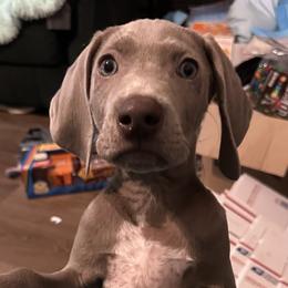 Orange - Silver gray male Weimaraner puppy in Aitkin, Minnesota from Whispering’s GunDogs
