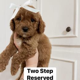 Two Step (Our Lone Star State litter) - Red  female Goldendoodle puppy in Hopkins County, Texas from Boutique Doodles