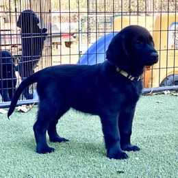 Astrid (silver) - Black female Flat-Coated Retriever puppy in Park Rapids, Minnesota from Catori