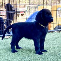 Astrid (silver) - Black female Flat-Coated Retriever puppy in Park Rapids, Minnesota from Catori