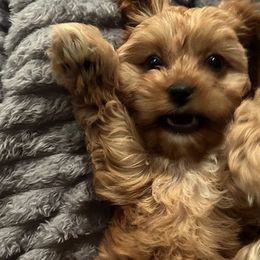 Bernedoodles and Cavapoos from Cavapoo Acres