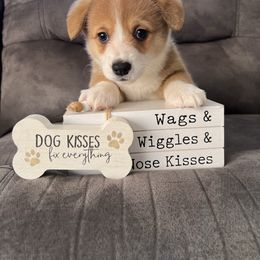 Daisy - Red female Pembroke Welsh Corgi puppy in Stuart, Iowa from Johnson Family Corgis and more