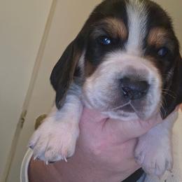 GOMEZ - Black brown and white male Basset Hound puppy in Lexington, Kentucky from Hound Ridge Meadows