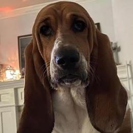 Dolly - Basset Hound