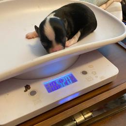 Monroe - Black and white female Chihuahua puppy in Red Bluff, California from Aye Chihuahua