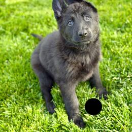 Flint - Black male German Shepherd puppy in Medical Lake, Washington from Nine Realms German Shepherds