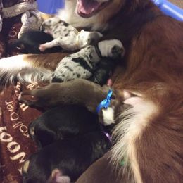 Australian Shepherd Puppies from Ramos Standards