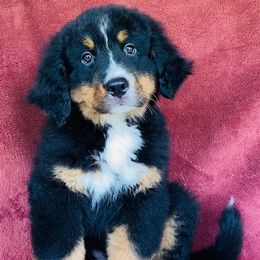 Gray Collar Male - Black rust and white male Bernese Mountain Dog puppy in Bristol, Tennessee from Holston Hollow Farm