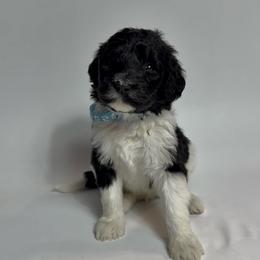 Crawfish - Light Blue Collar - Black and white male Bernedoodle puppy in Carencro, Louisiana from Southern Bayou Poodles and Doodles