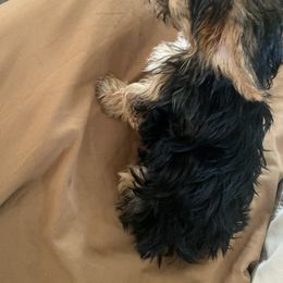 Yorkshire Terrier All Grown Up from Susan’s Yorkies