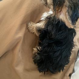Yorkshire Terrier All Grown Up from Susan’s Yorkies