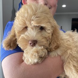 Roxie - Australian Labradoodle