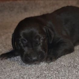 Jodie - Black female Great Dane puppy in Walker, Louisiana from La Rebel Danes