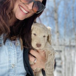 Goldendoodle Puppies from Lakeside Doodles MN