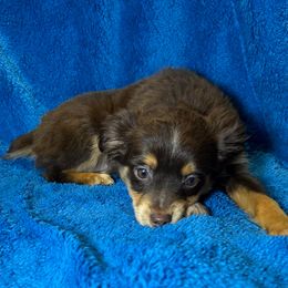 Girl 2 - Red tri female Miniature Australian Shepherd puppy in Hokes Bluff, Alabama from Alegria Toy Aussies