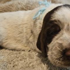 Girl 2 - Spinone Italiano puppy in Alachua, Florida from Asperida Dachshunds and Spinoni